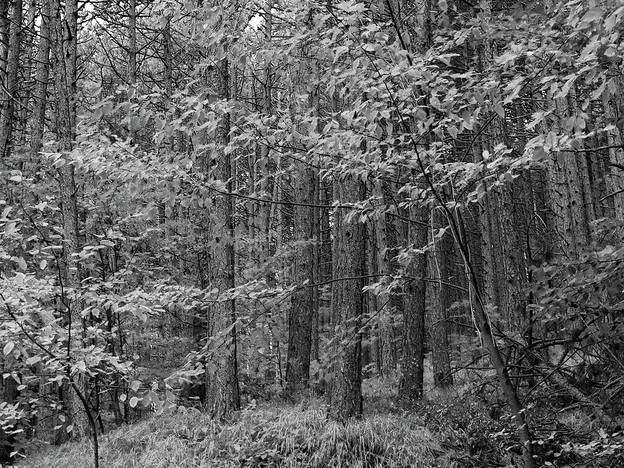 Forest in Black and White #1 Photograph by Dimitris Sivyllis - Fine Art ...