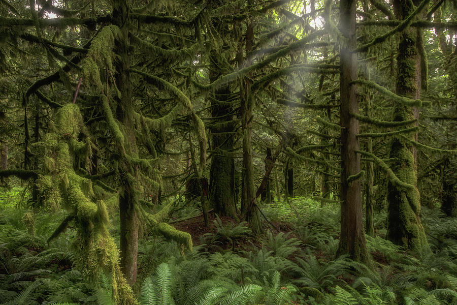 Forest In British Columbia, Canada Photograph by Jonathan Tucker
