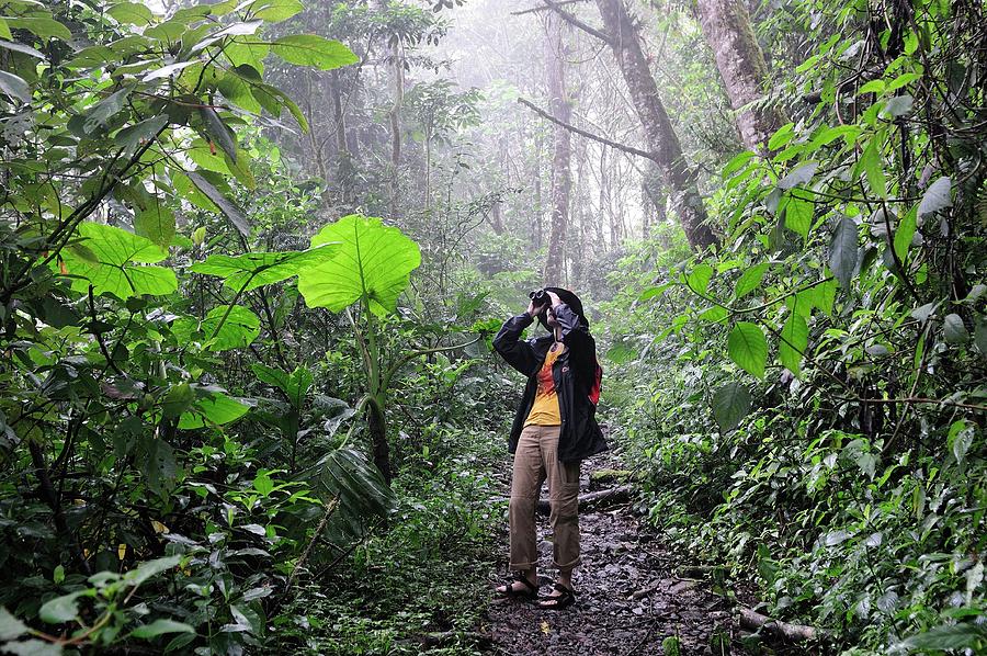 Forest In La Amistad Natl Park, Panama Digital Art by Heeb Photos