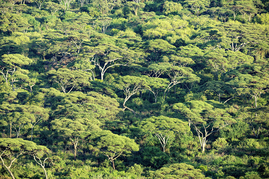 Forest in lake Chamo, Arba Minch, Ethiopia Photograph by Artush Foto ...