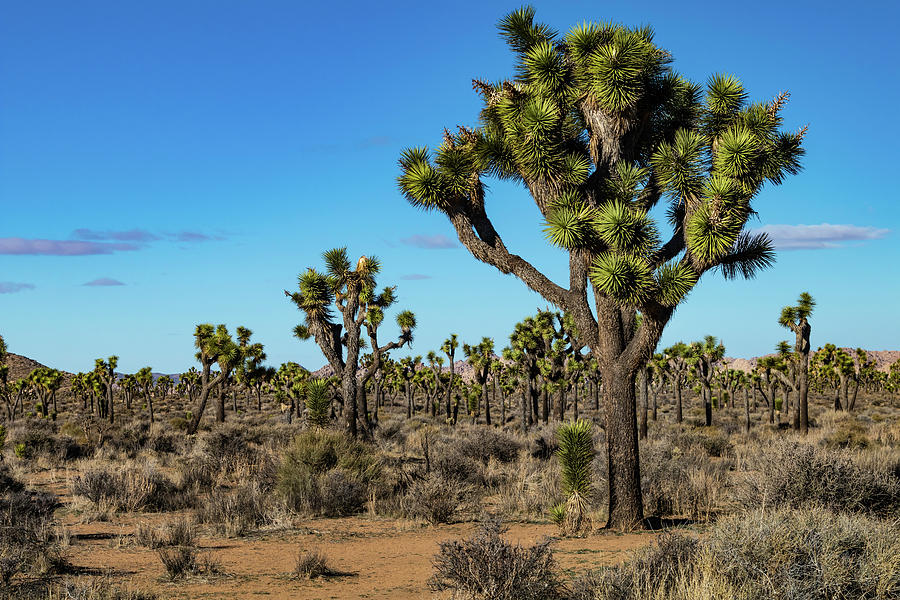 Forest in the Desert Photograph by Dale Pedersen - Fine Art America