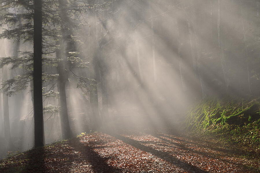Forest In The Fog Photograph by Alberto Fornasari Fotografie