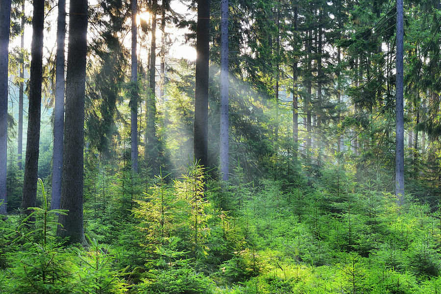 Forest In The Morning Photograph by Raimund Linke