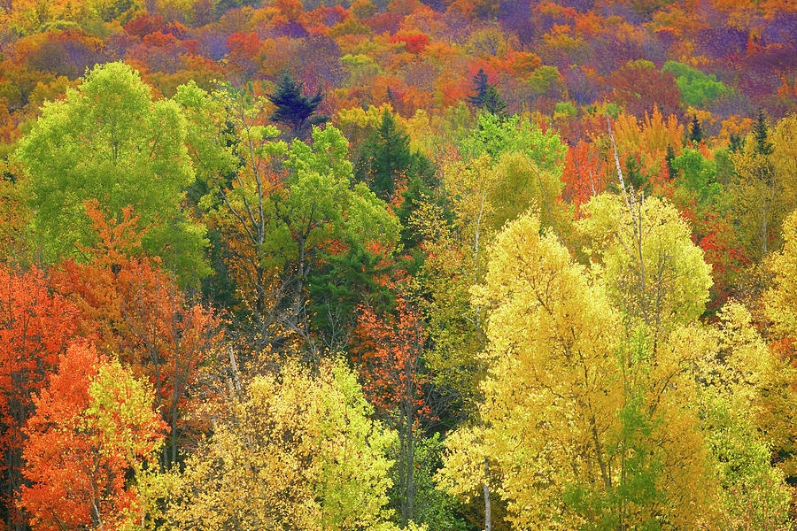 Forest In Vermont During Autumn Photograph by Visions Of Our Land Forest In Vermont During Autumn Photograph by Visions Of Our Land