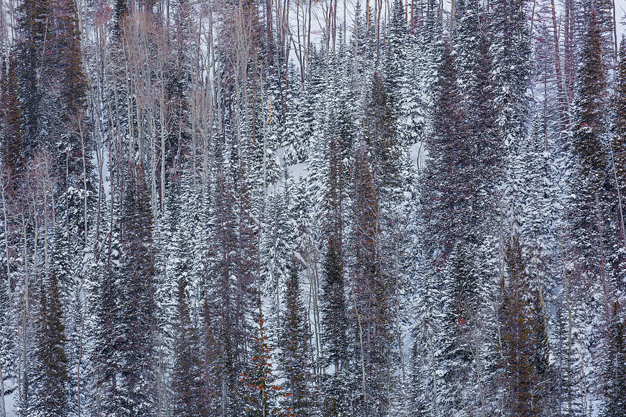 Forest in Winter Photograph by Donna Twiford