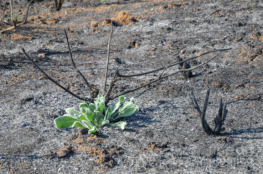 Forest is regrowing after the fire devastation a2 Photograph by Shay ...