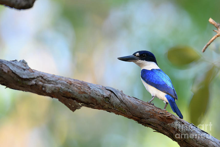 Kakadu National Park Photograph - Forest Kingfisher by Dr P. Marazzi/science Photo Library