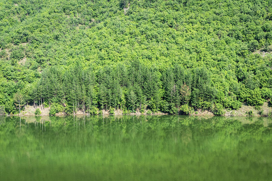 Forest Lake in More Than Fifty Shades Of Green Photograph by Georgia Mizuleva