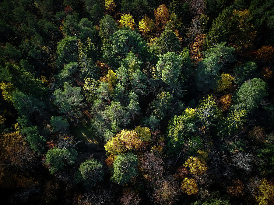 Forest Landscape - Aerial Photography Photograph by Nicklas Gustafsson