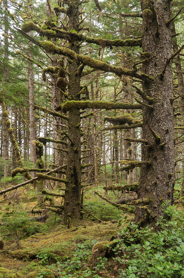 Forest Landscape Photograph by John Elk Iii