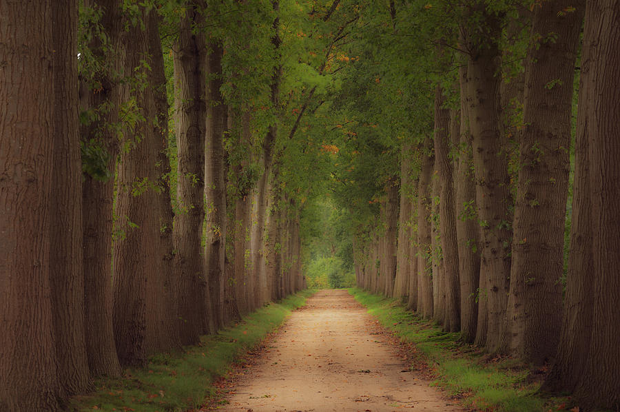 Forest lane in the netherlands Photograph by Michel Knikker - Fine Art ...