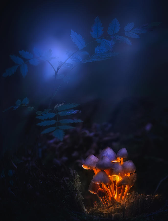 Mushroom Photograph - Forest Lantern by Kirill Volkov