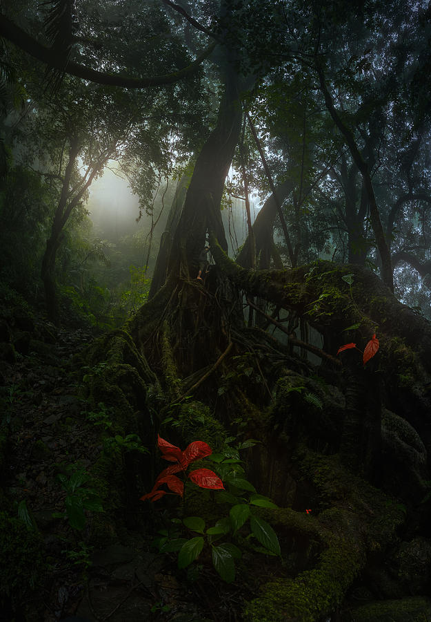 Tree Photograph - Forest Life by Sandeep Mathur