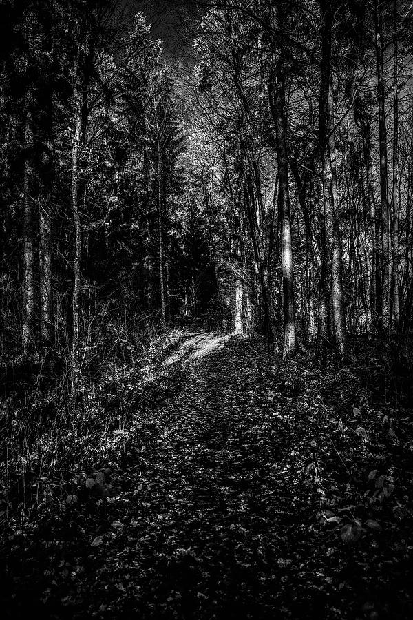 Forest light BW #i1 Photograph by Leif Sohlman