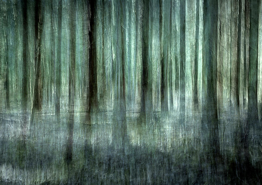 Tree Photograph - Forest Light by Christina Silln