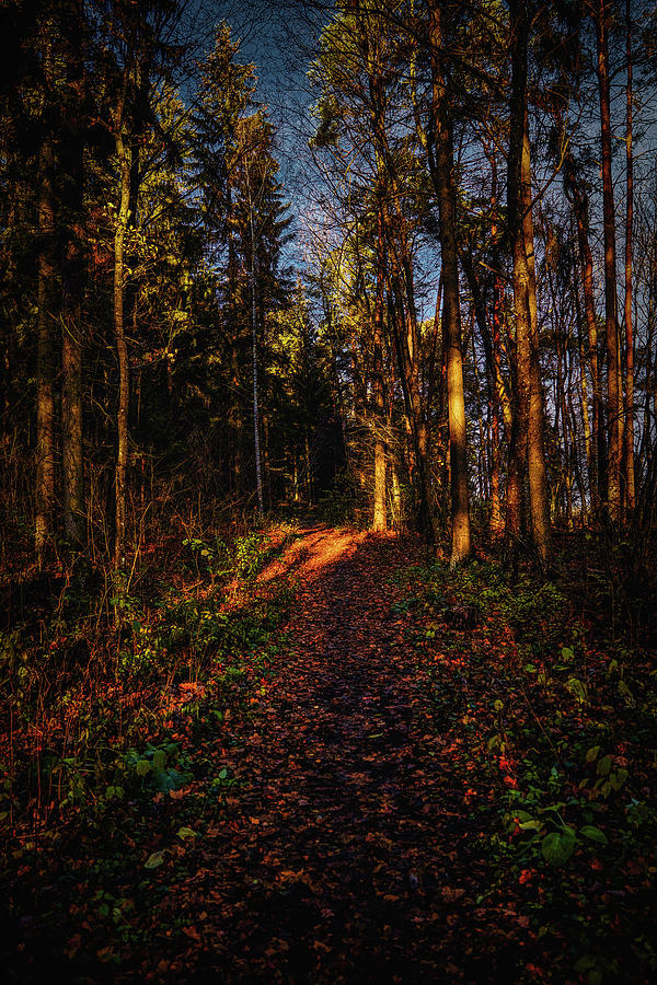 Forest light #i1 Photograph by Leif Sohlman