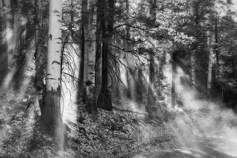 Forest Light in Black And White  Photograph by Saija Lehtonen