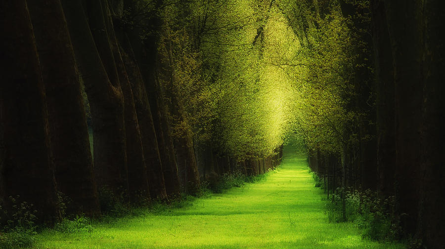 Forest Like A Dream Photograph by Silviu Vlasceanu