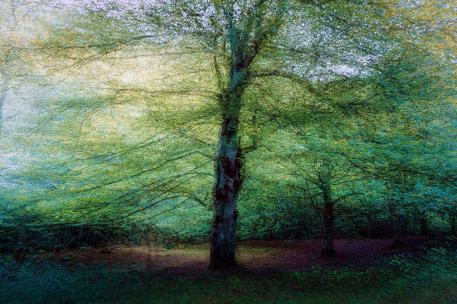 Impressionism Photograph - Forest by Marco Antonio Cobo