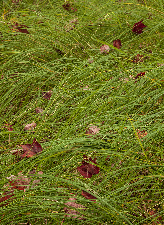 Forest Meadow Grass and Fallen Leaves Photograph by Irwin Barrett