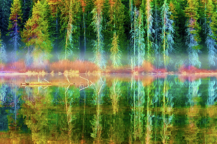 Forest Mirrored  Photograph by Dee Browning