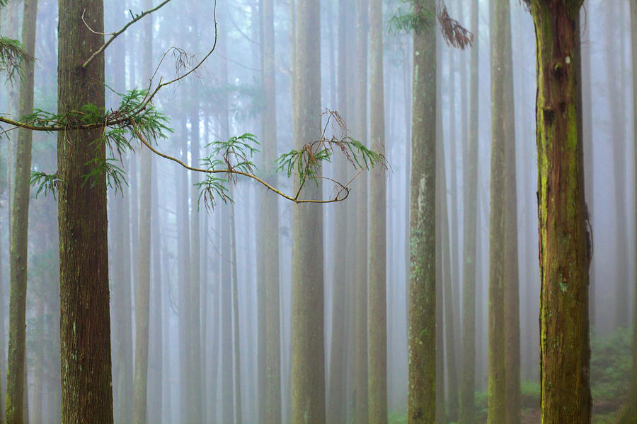 Forest Mist Photograph by Higrace Photo