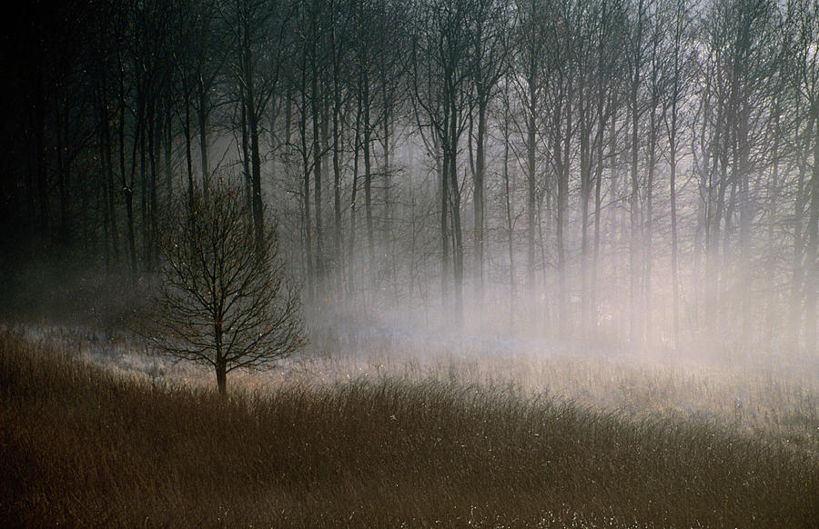 Forest Mist In Rural North West Photograph by Martin Lladó
