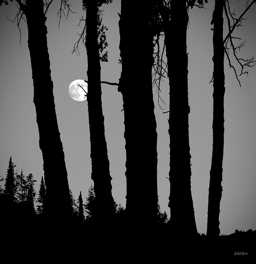 Forest Moon Photograph by Leland D Howard