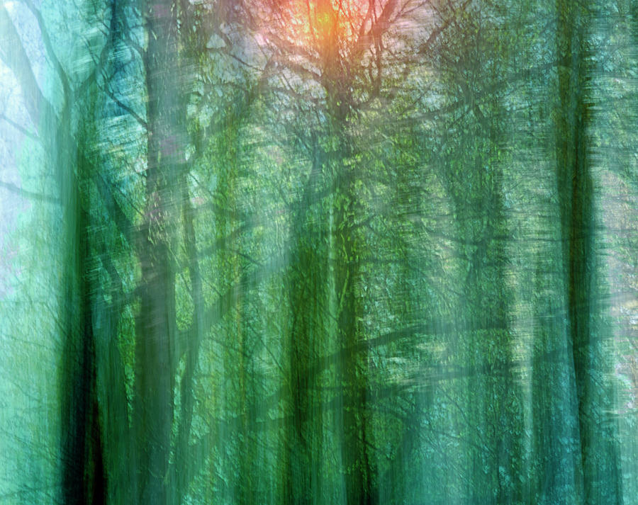 Tree Photograph - Forest Morning Dream by Augenwerk Susann Serfezi