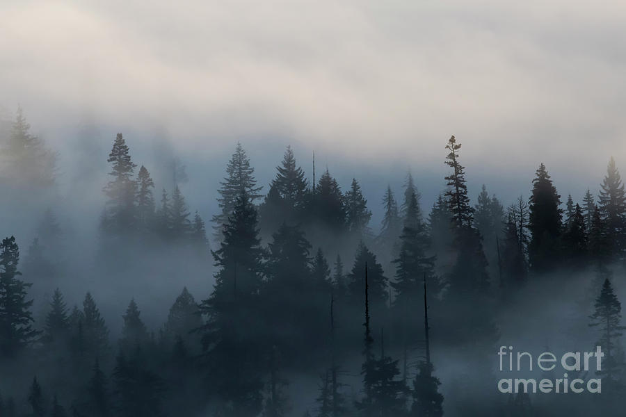 Forest Morning Mist Photograph by Michael Dawson