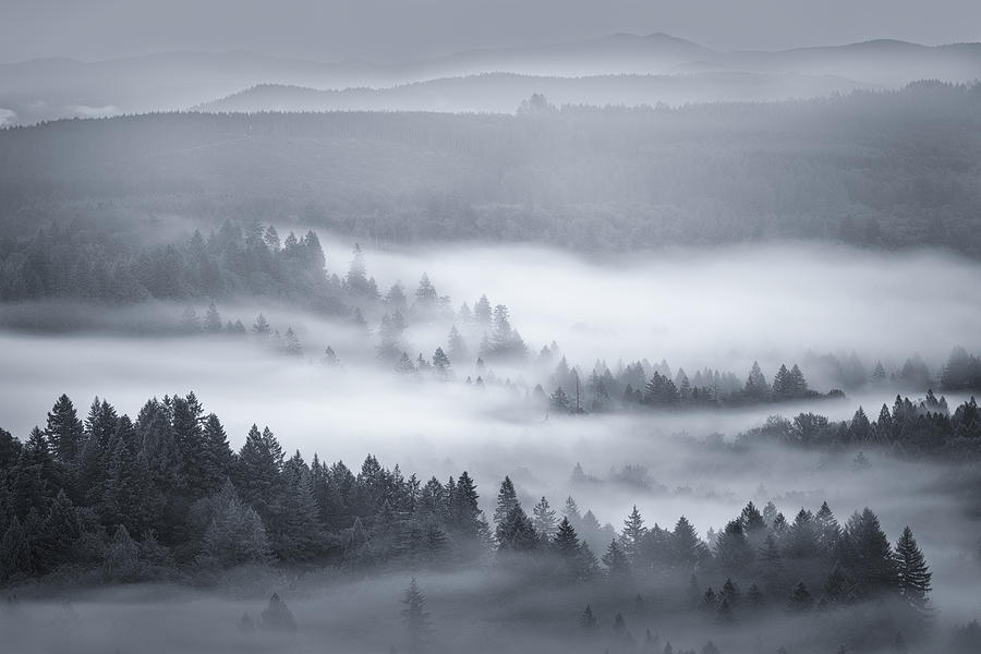 Forest Morning Mist Photograph by Wei Lian Fine Art America Forest Morning Mist Photograph by Wei Lian Fine Art America