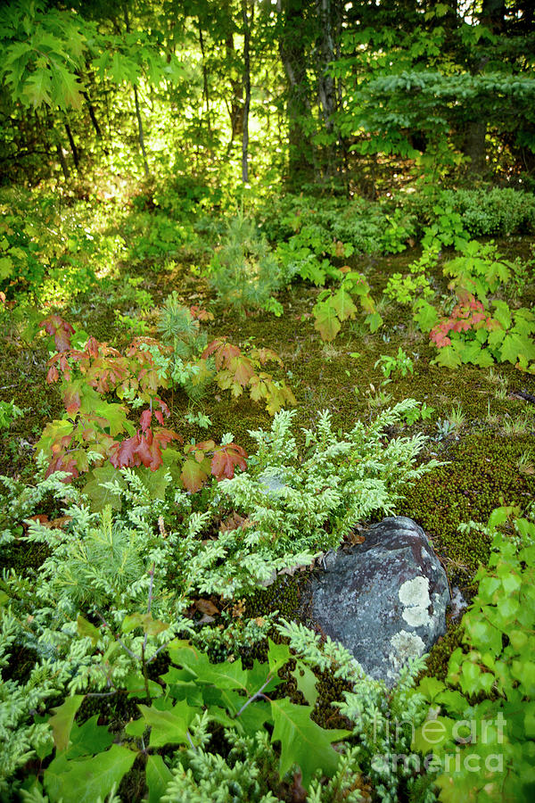 Forest Moss Photograph