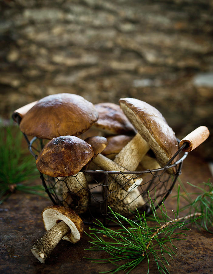 Forest Mushrooms In A Basket Photograph by Dorota Indycka