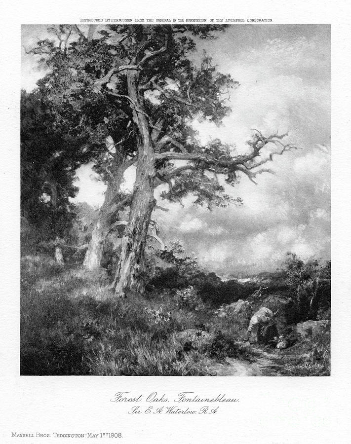 Forest Oaks, Fontainebleau, 1908.artist Drawing by Print Collector