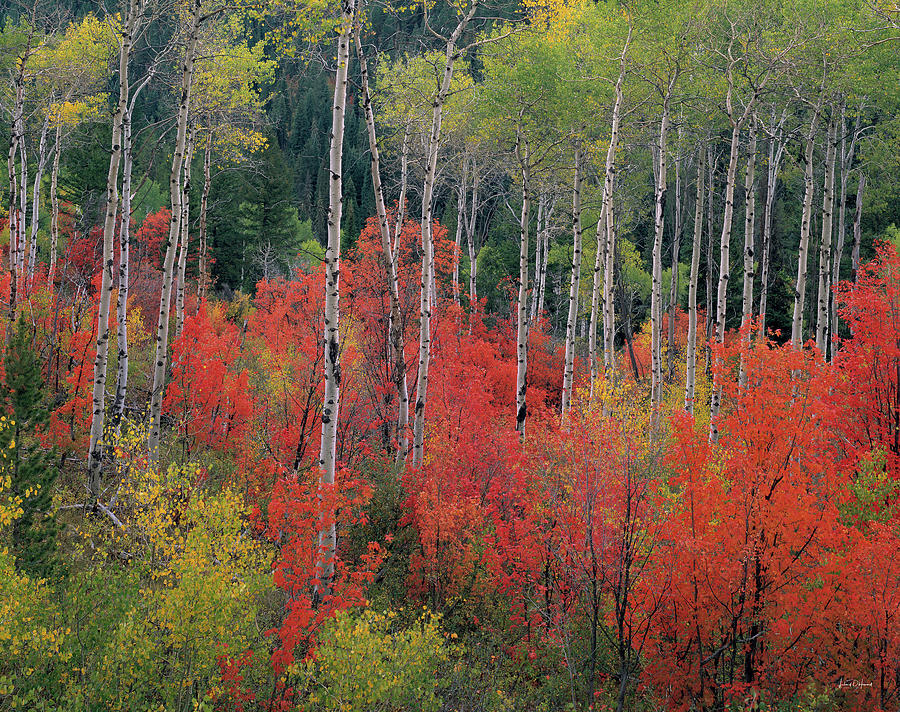 Forest of Color Photograph by Leland D Howard