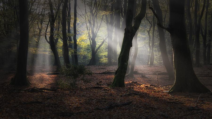 Forest Of Dancing Trees Photograph by Saskia Dingemans - Fine Art America