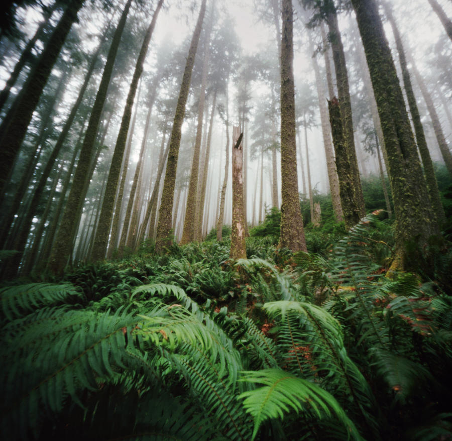 Forest Of Ferns And Fog Photograph by Danielle D. Hughson
