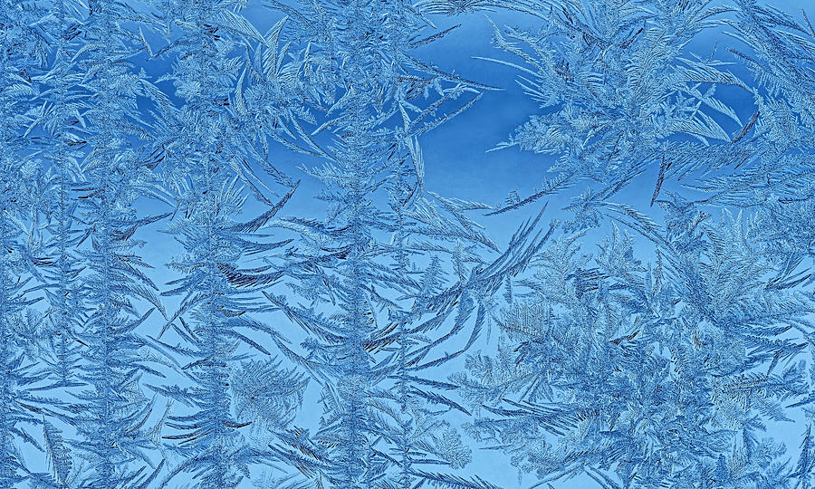 Abstract Photograph - Forest Of Frost by Lucie Gagnon