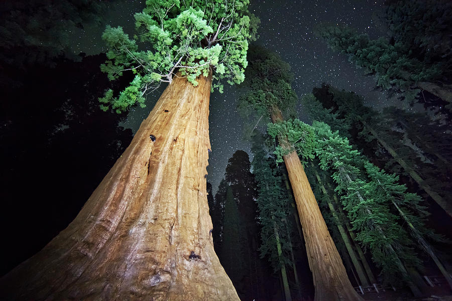 Sequoia National Park Digital Art - Forest Of Giant Trees by Maurizio Rellini