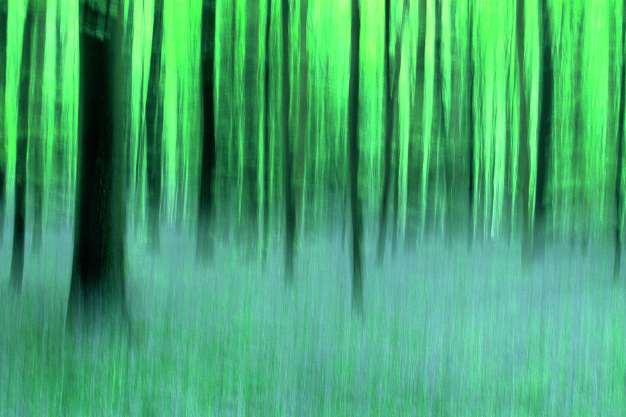 Forest Of Halle, Belgium Photograph by Werner Van Steen