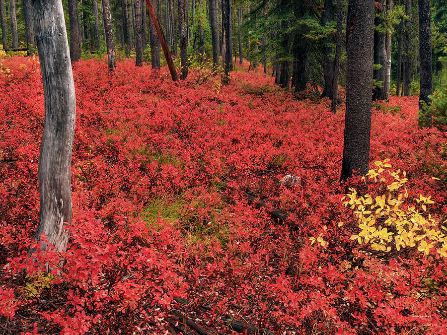 Forest of Red Photograph by Leland D Howard