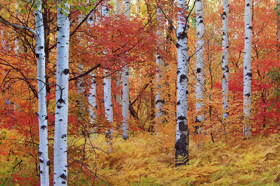 Forest Of The Rocky Mountain Maple And Photograph by Mint Images - David Schultz