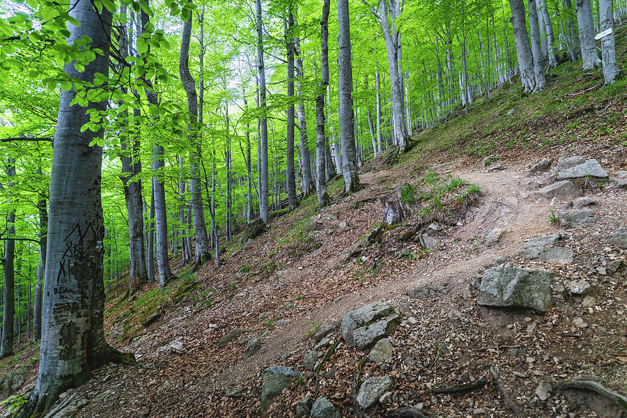 Forest on Balkan Mountain, Bulgaria by Milan Ljubisavljevic Forest on Balkan Mountain, Bulgaria by Milan Ljubisavljevic