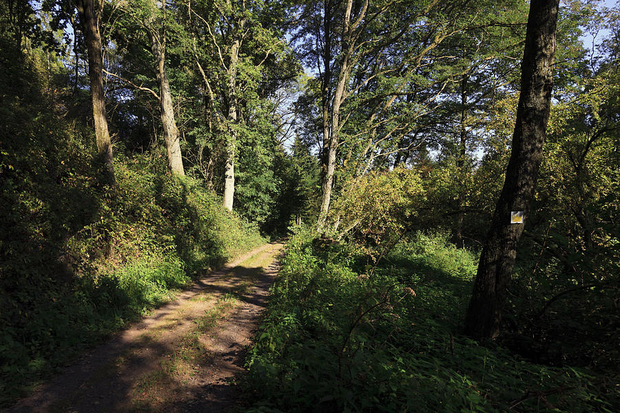 Forest Path In Mariannenweg Blieskastel, Saarland, Germany Photograph 