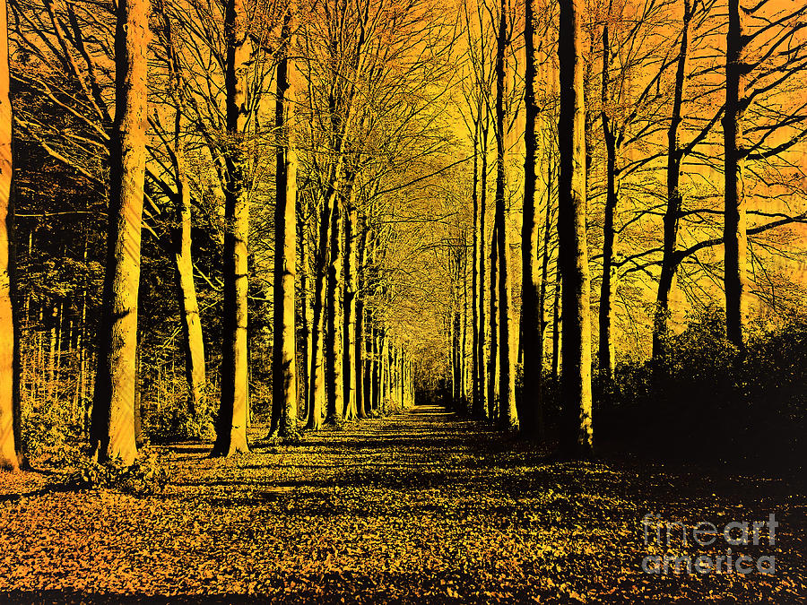 Forest Path by Jurgen Huibers Forest Path by Jurgen Huibers
