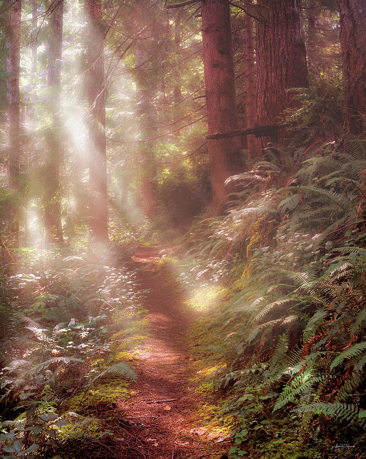 Forest Path Photograph by Leland D Howard