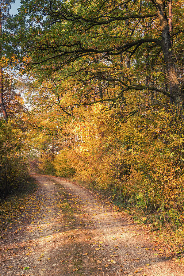 Forest Path Photograph by Tobias Luxberg - Fine Art America