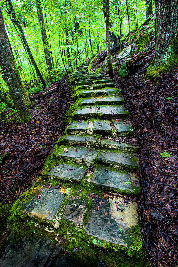 Forest Pathway Photograph by Jordan Hill - Fine Art America