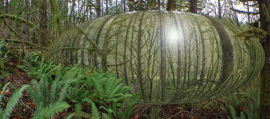 Forest Pod Photograph by Adria Trail