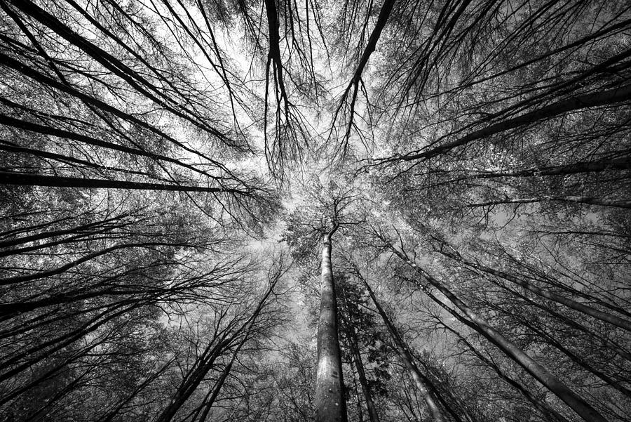 Forest Photograph by Primož Kožuh - Fine Art America